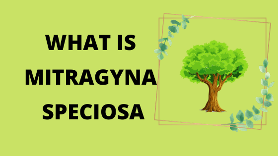 what is mitragyna speciosa
