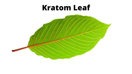 kratom leaf