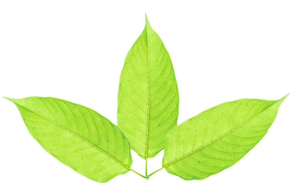 Green leaf kratom review