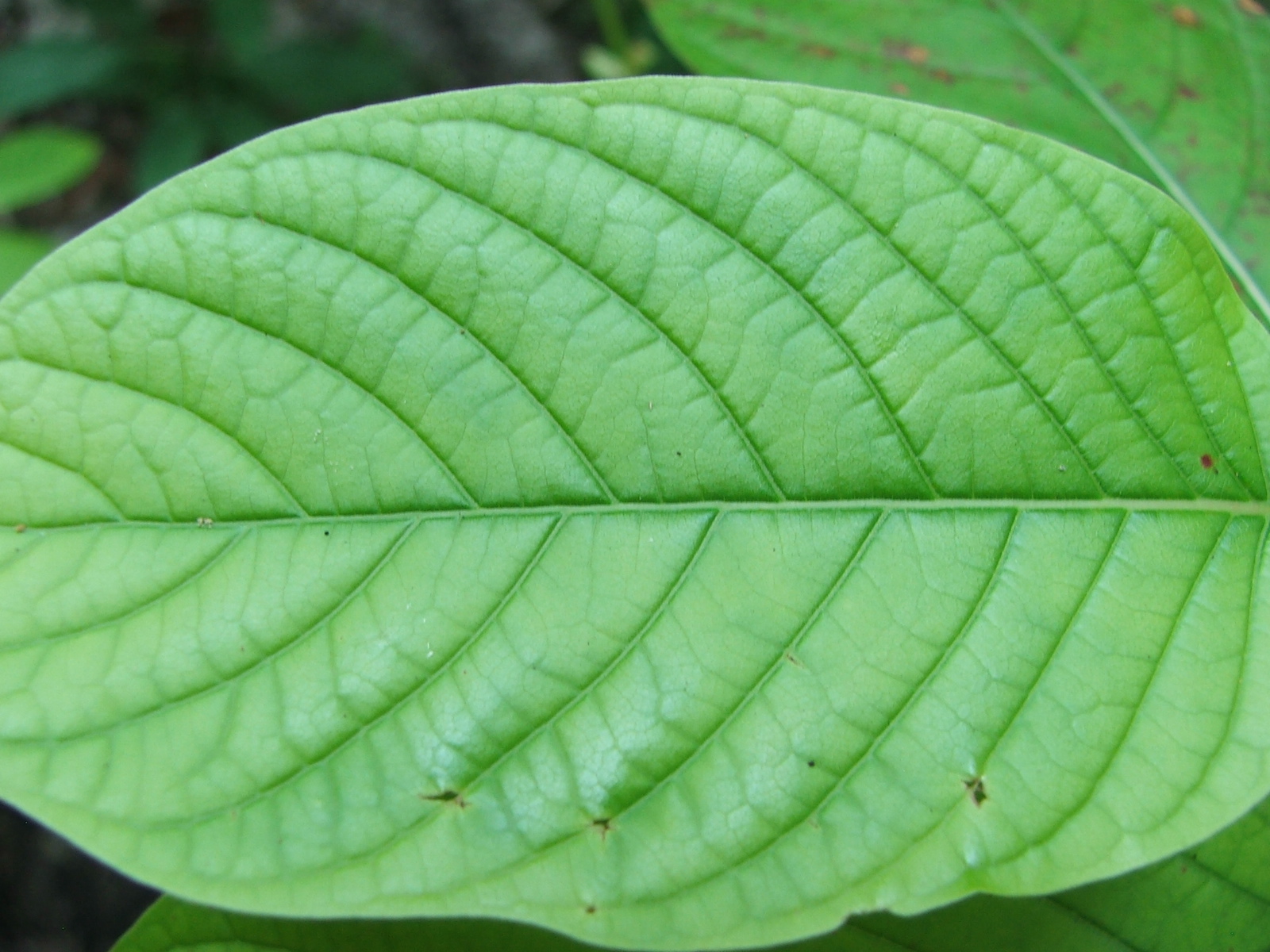 What To Know About Green Borneo Kratom - Kratom-K