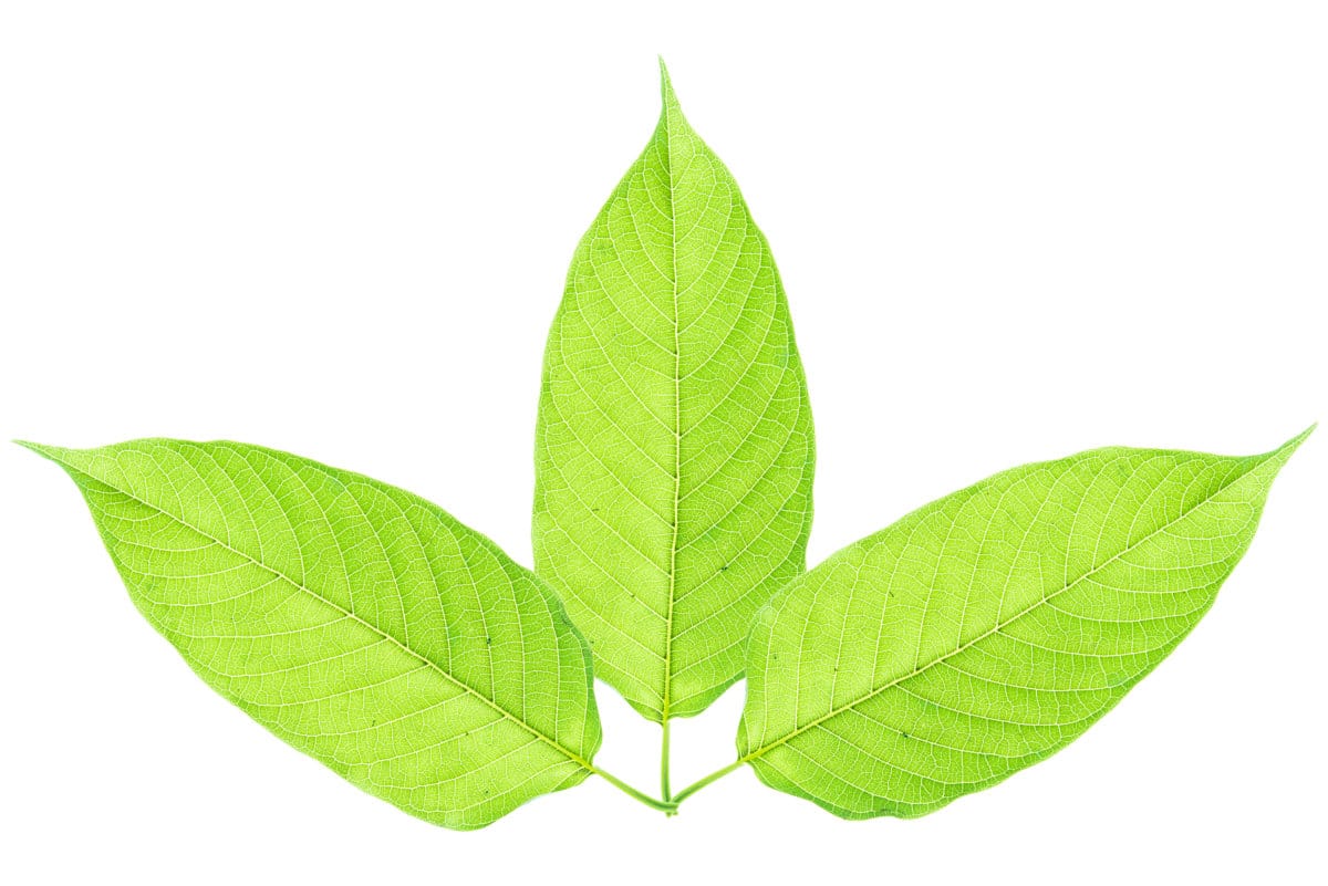 Different Types of Kratom - A Brief Guide - Kratom-K